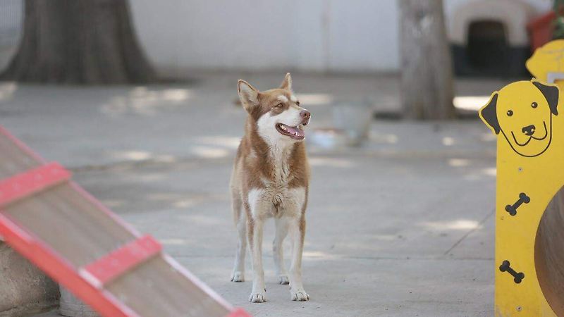Perritos rescatados en el Centro de Atención Animal en la ciudad de Durango